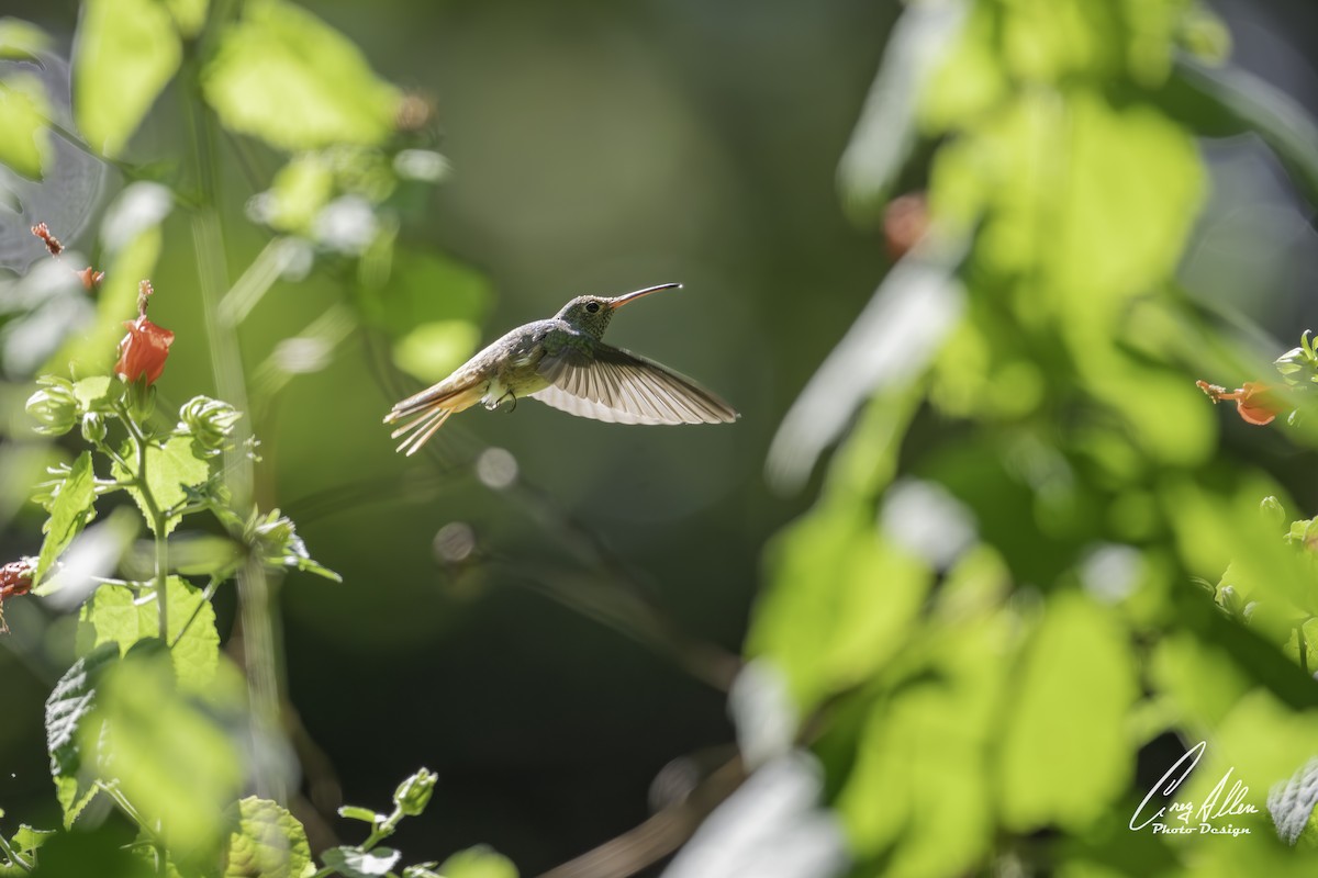 Fahlbauchamazilie - ML644532282