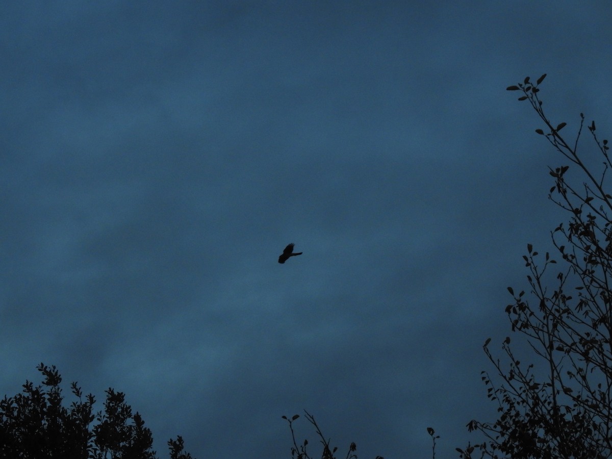 Eurasian Sparrowhawk - ML644532283