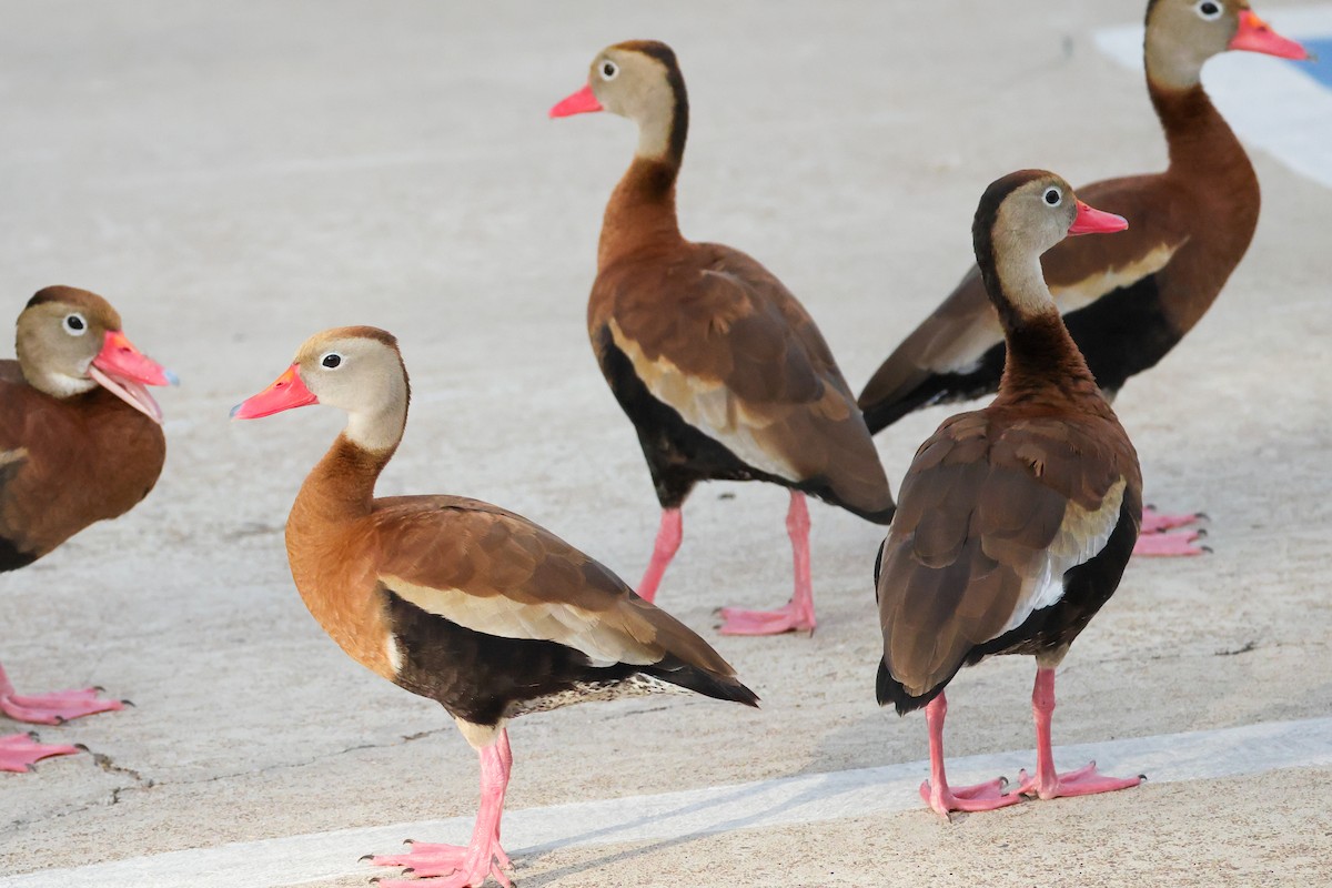Black-bellied Whistling-Duck - ML644532285