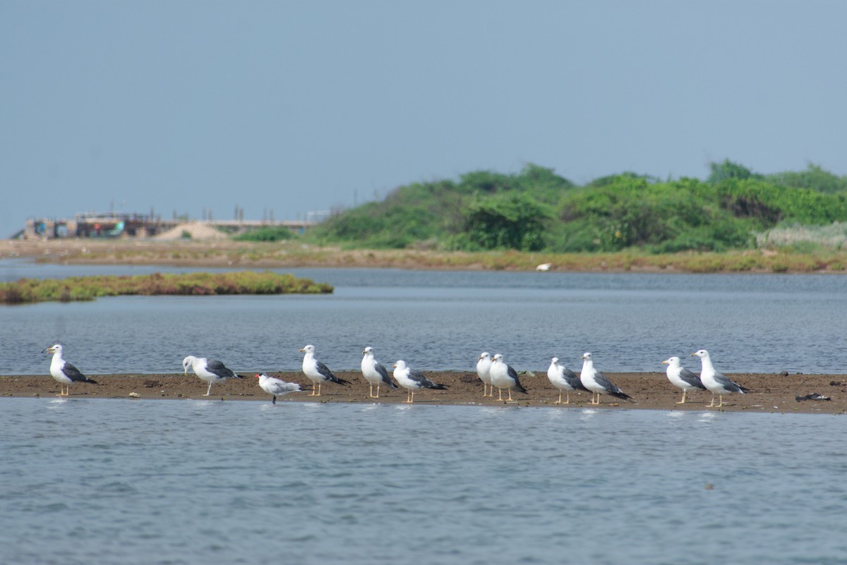Lesser Black-backed Gull - ML644532286