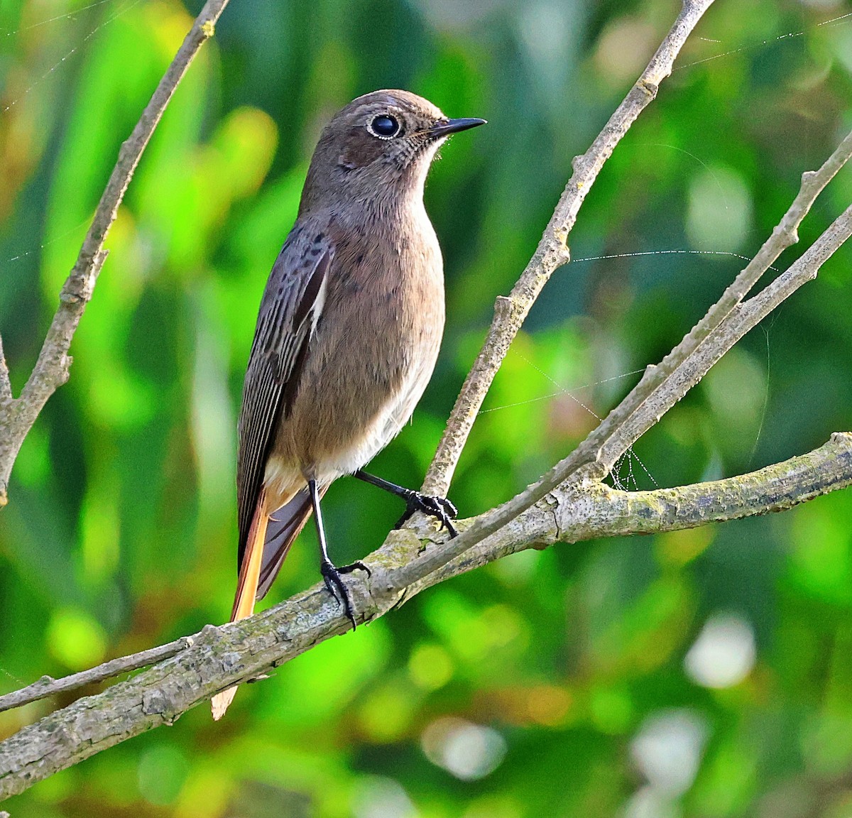 Black Redstart - ML644532288