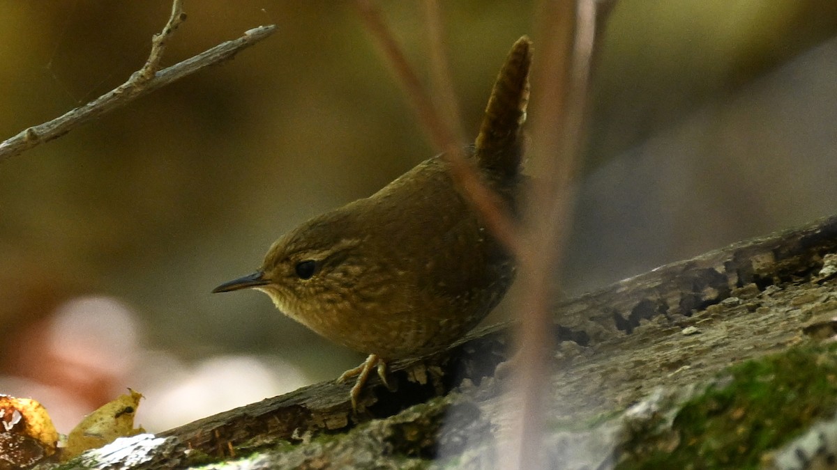 Winter Wren - ML644532292