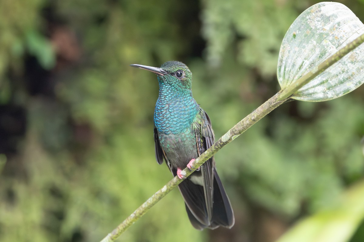 Bronze-tailed Plumeleteer - ML644532294