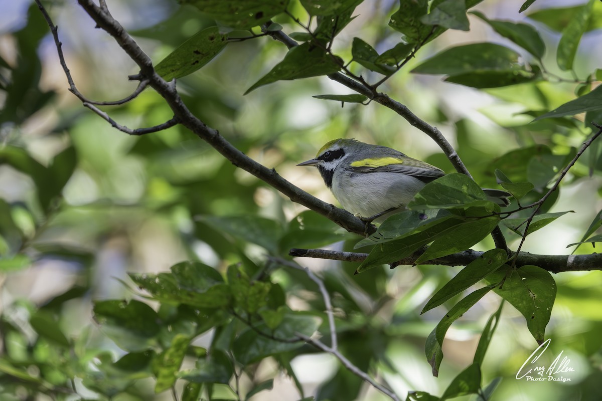 Golden-winged Warbler - ML644532297