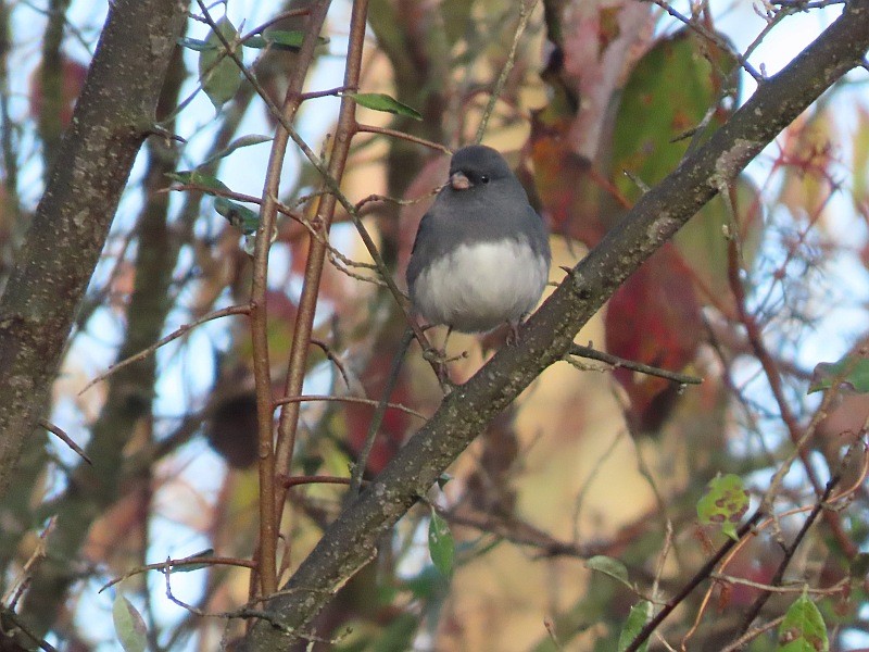 Dark-eyed Junco - ML644532302