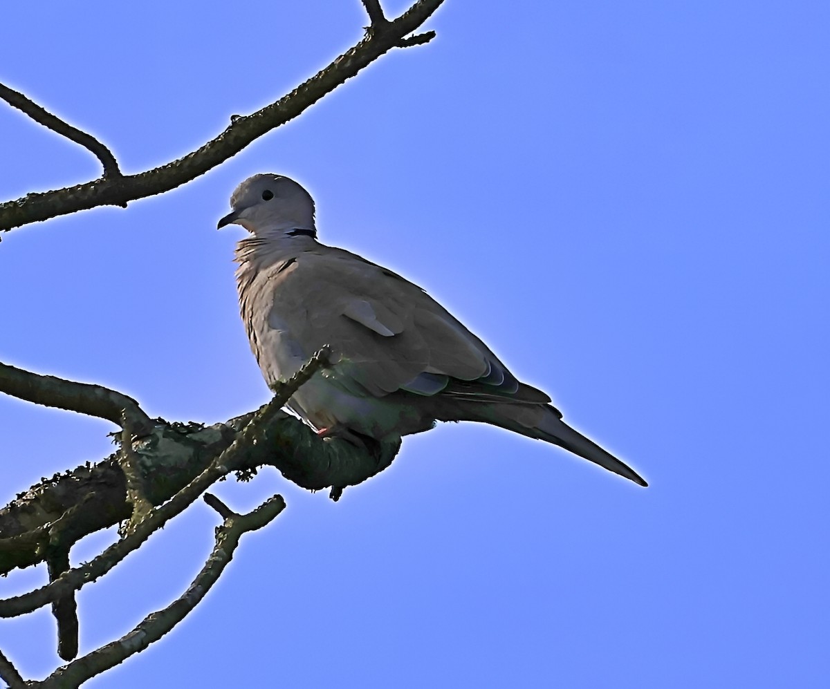 Eurasian Collared-Dove - ML644532305