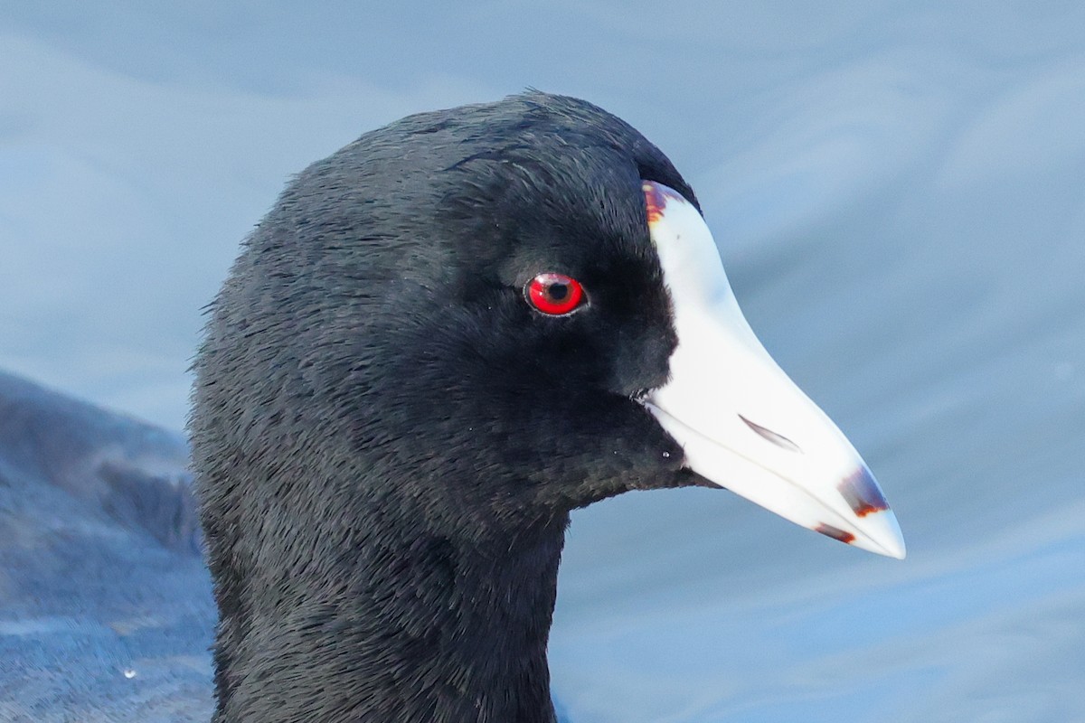 American Coot - ML644532306