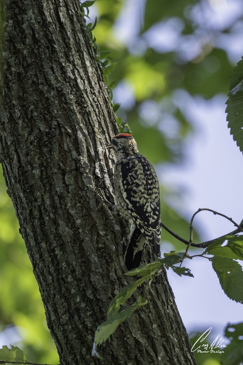 Yellow-bellied Sapsucker - ML644532311