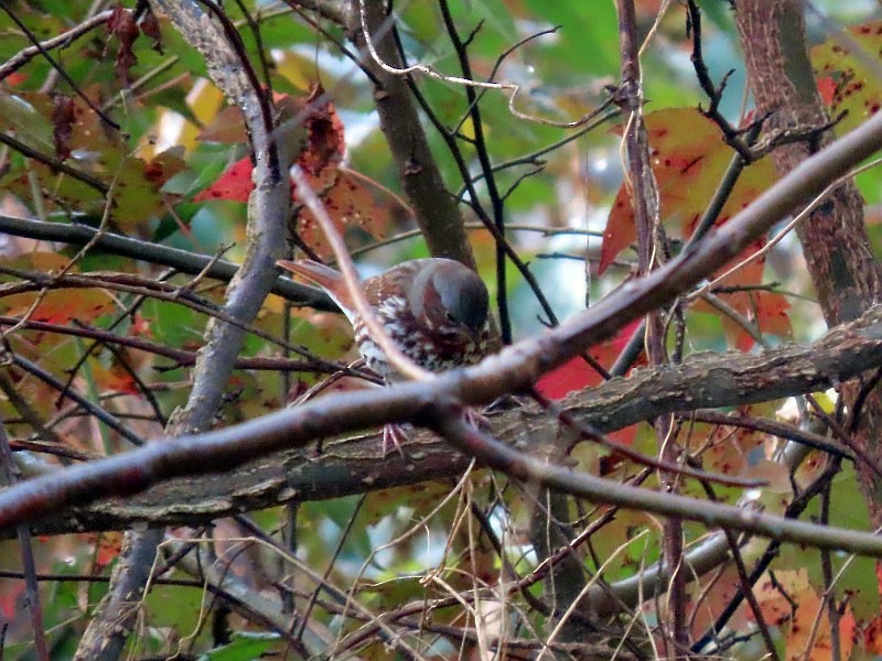 Fox Sparrow - ML644532314