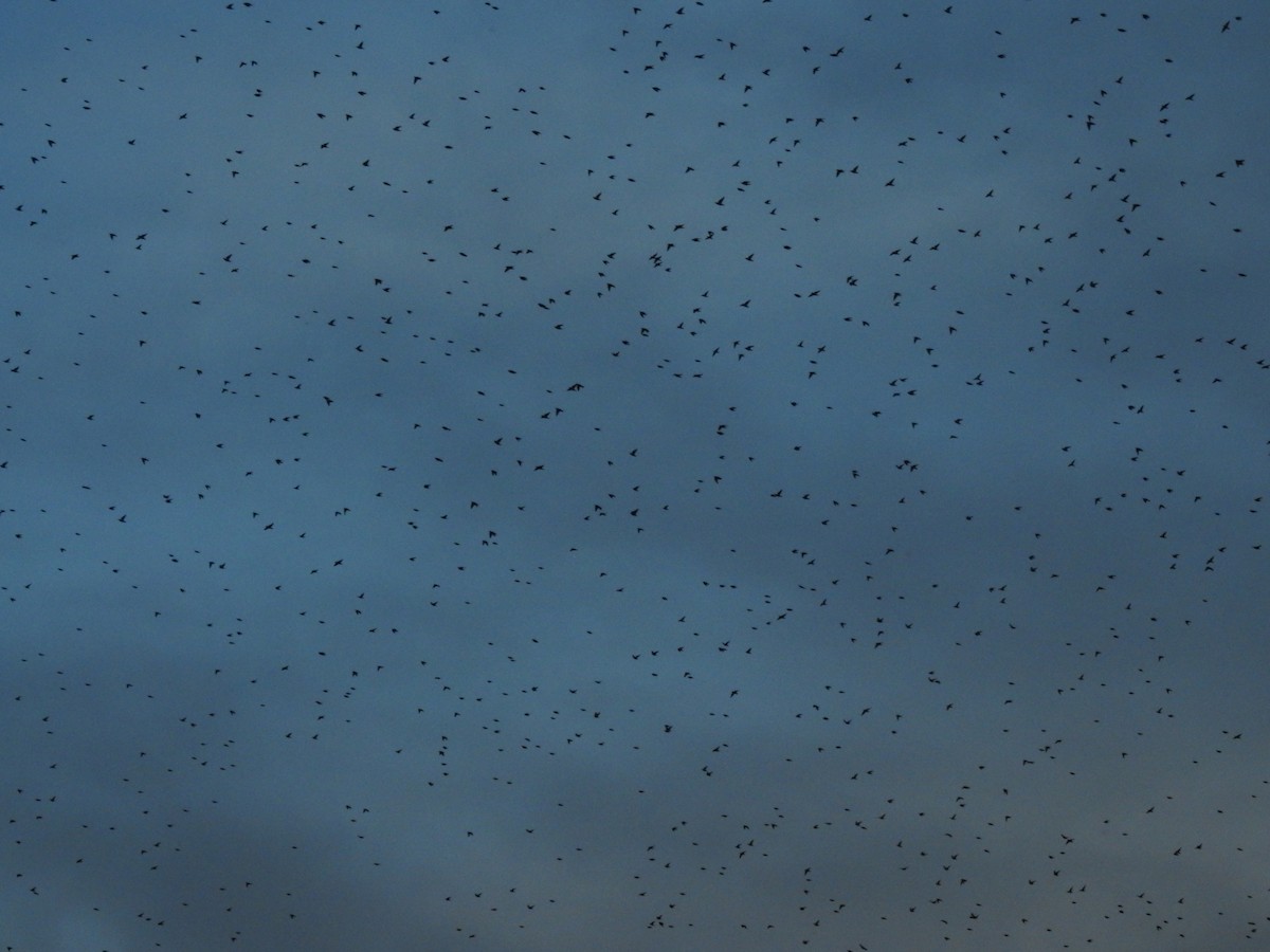 European Starling - ML644532316