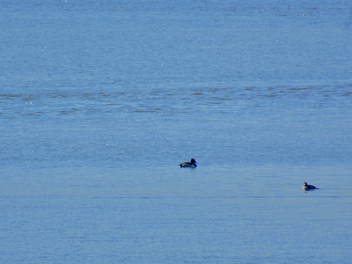 Ring-necked Duck - ML644532317