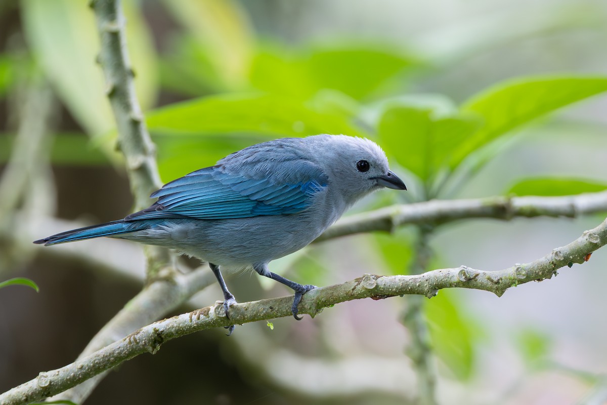 Blue-gray Tanager - ML644532318