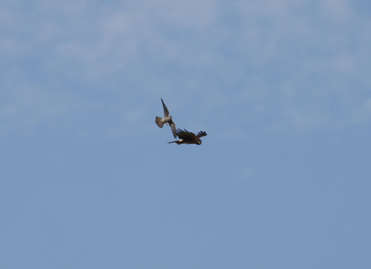 American Kestrel - ML644532319