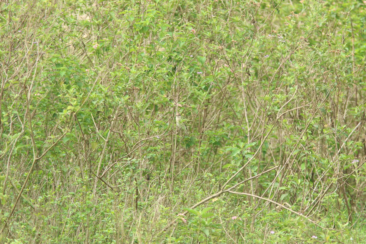Red-backed Shrike - ML644532330