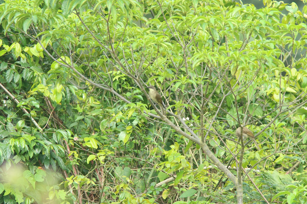 Pale-throated Greenbul - ML644532341