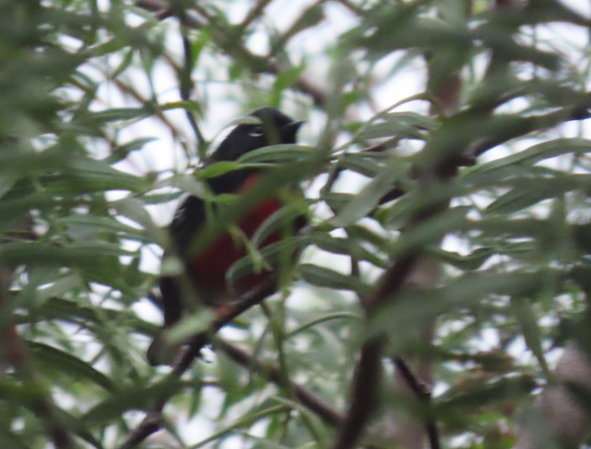 Painted Redstart - ML644532351