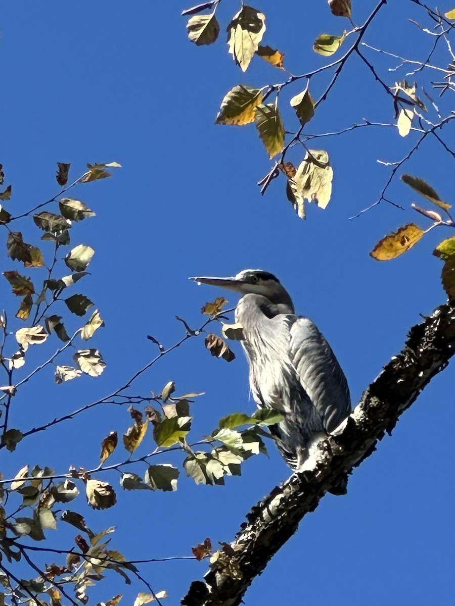 Great Blue Heron - ML644532363
