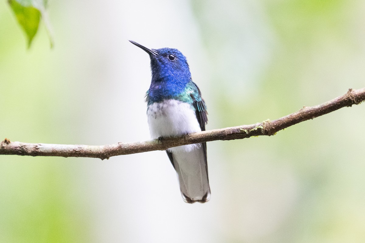 Weißnackenkolibri - ML644532369