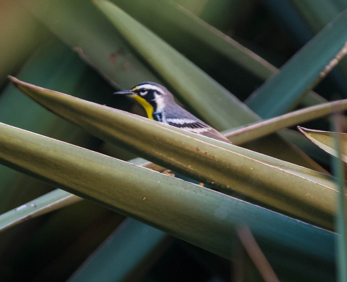Yellow-throated Warbler - ML644532371