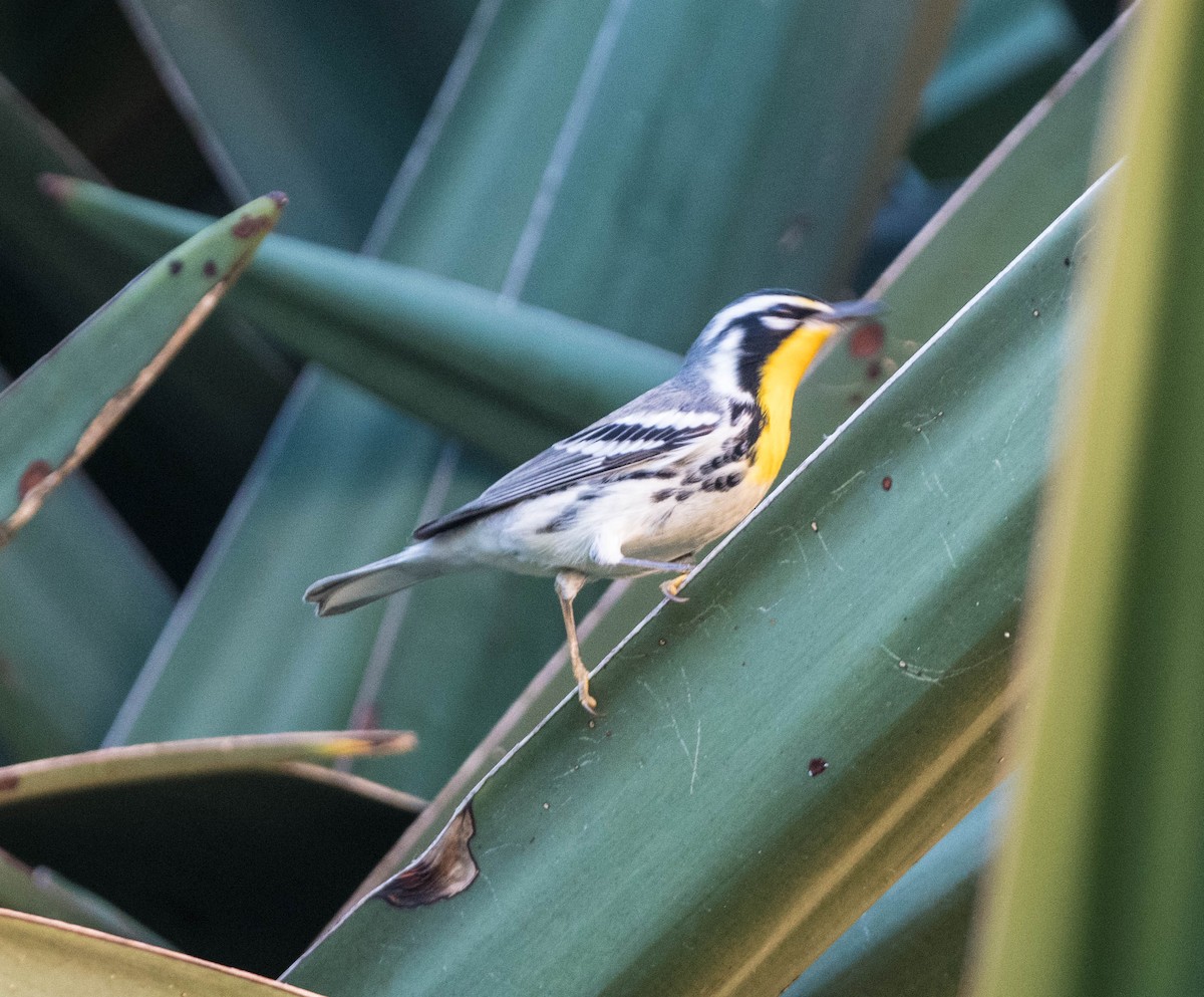 Yellow-throated Warbler - ML644532372