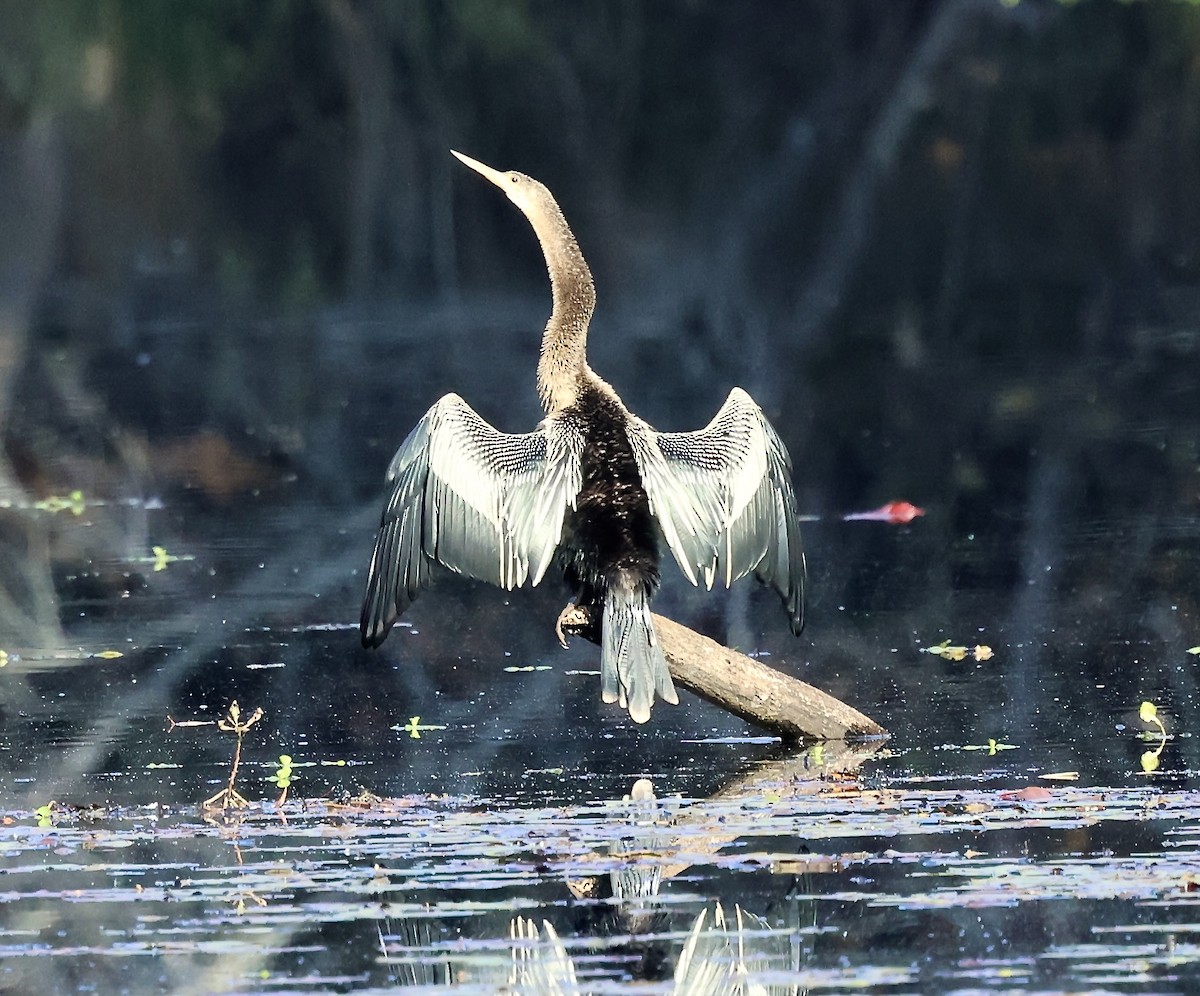 anhinga americká - ML644532378