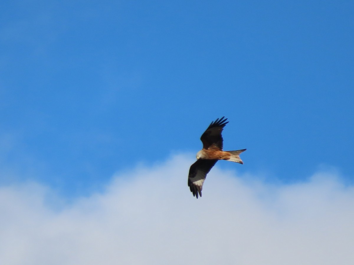 アカトビ - ML644532388