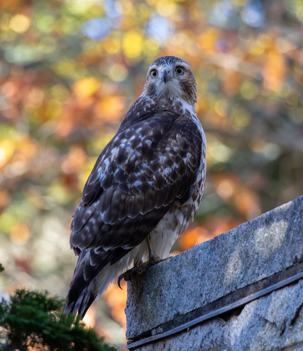 Poiana codarossa - ML644532392