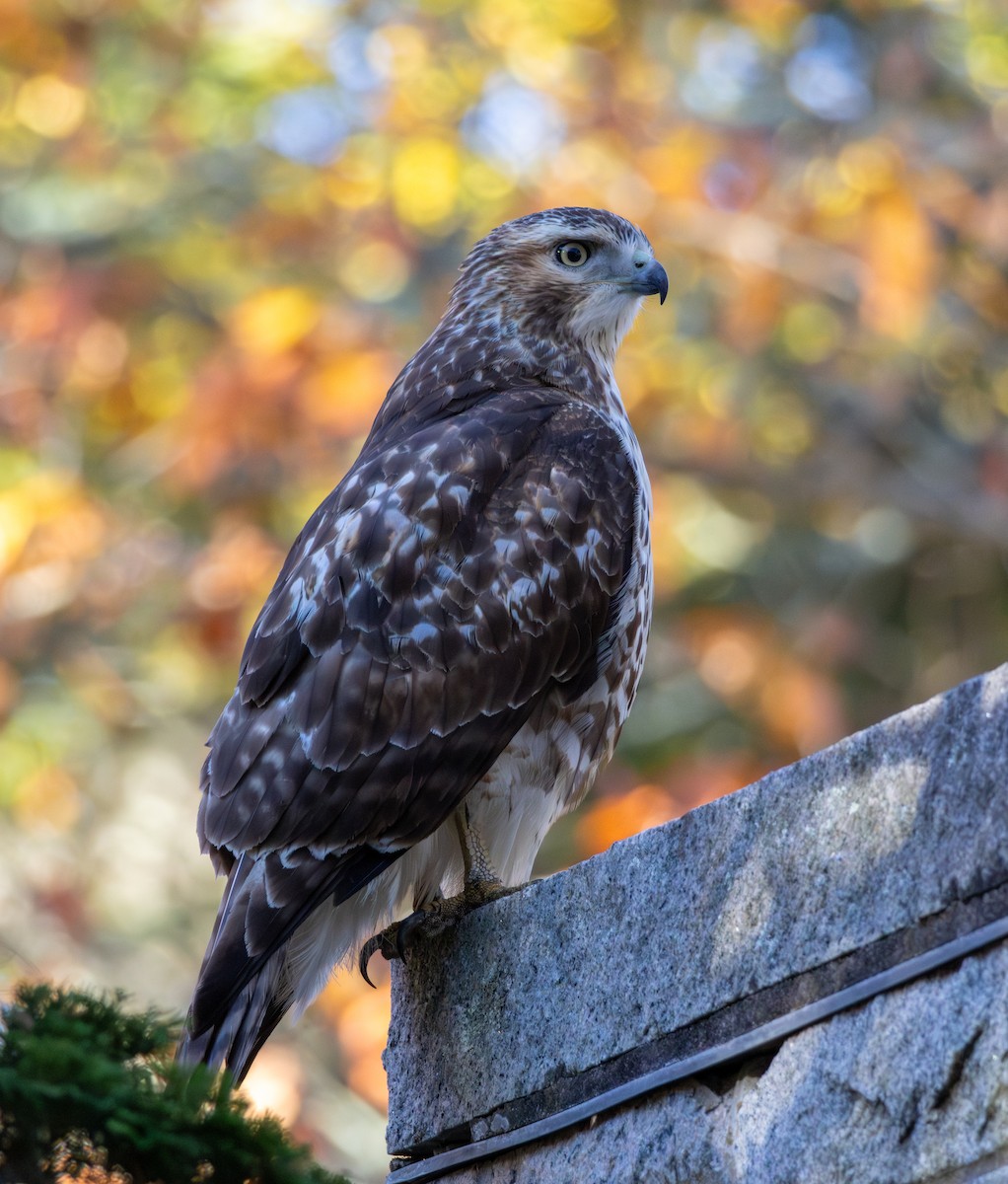 Poiana codarossa - ML644532393