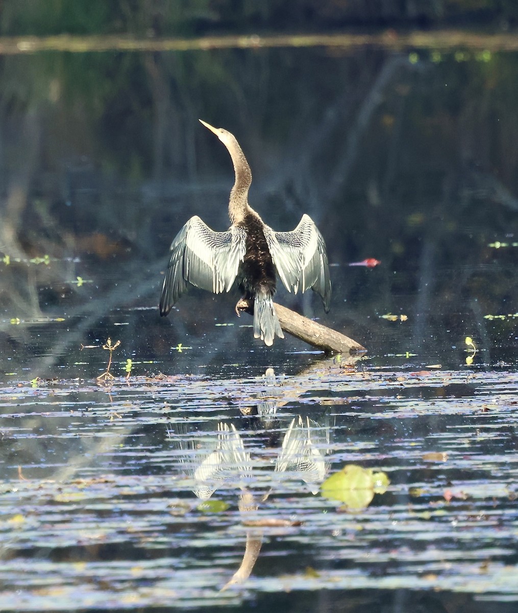 anhinga americká - ML644532394