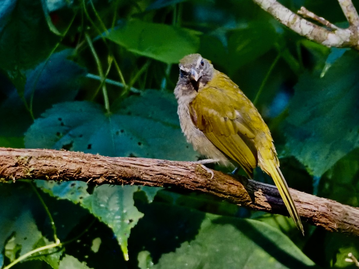 brunstrupesaltator - ML644532400