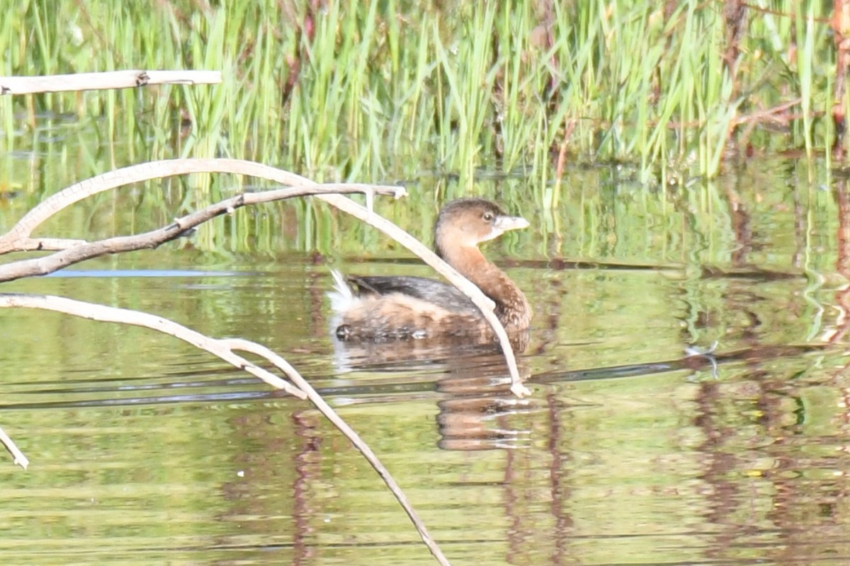 Pied-billed Grebe - ML644532401