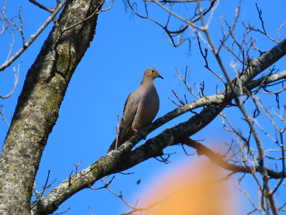 Mourning Dove - ML644532404