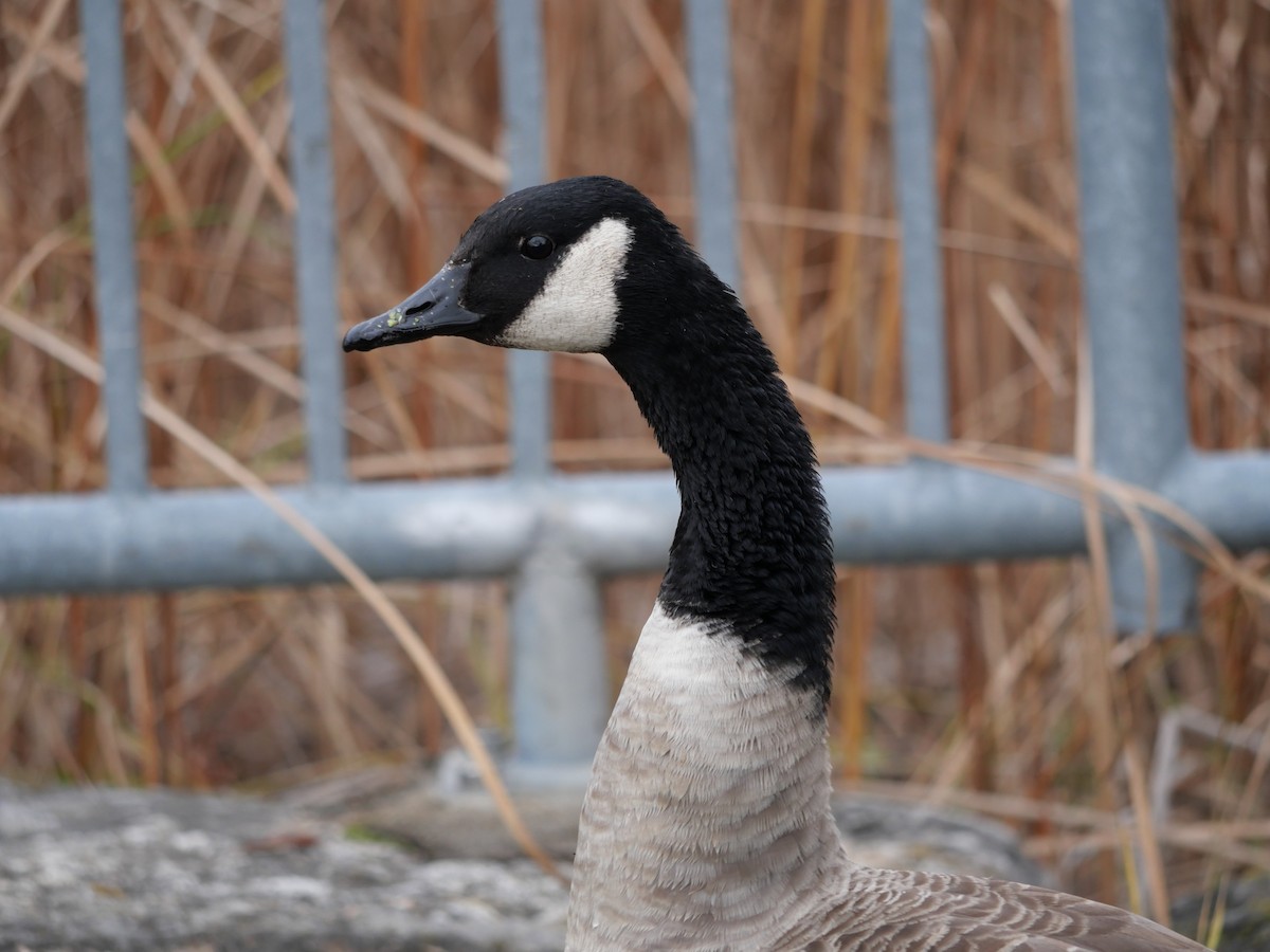 Branta kanadar handia - ML644532408