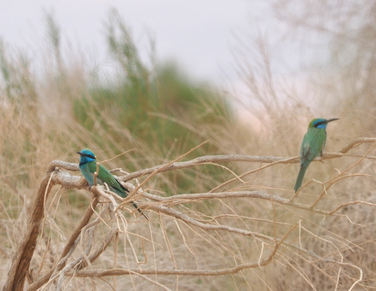 Arabian Green Bee-eater - ML644532409