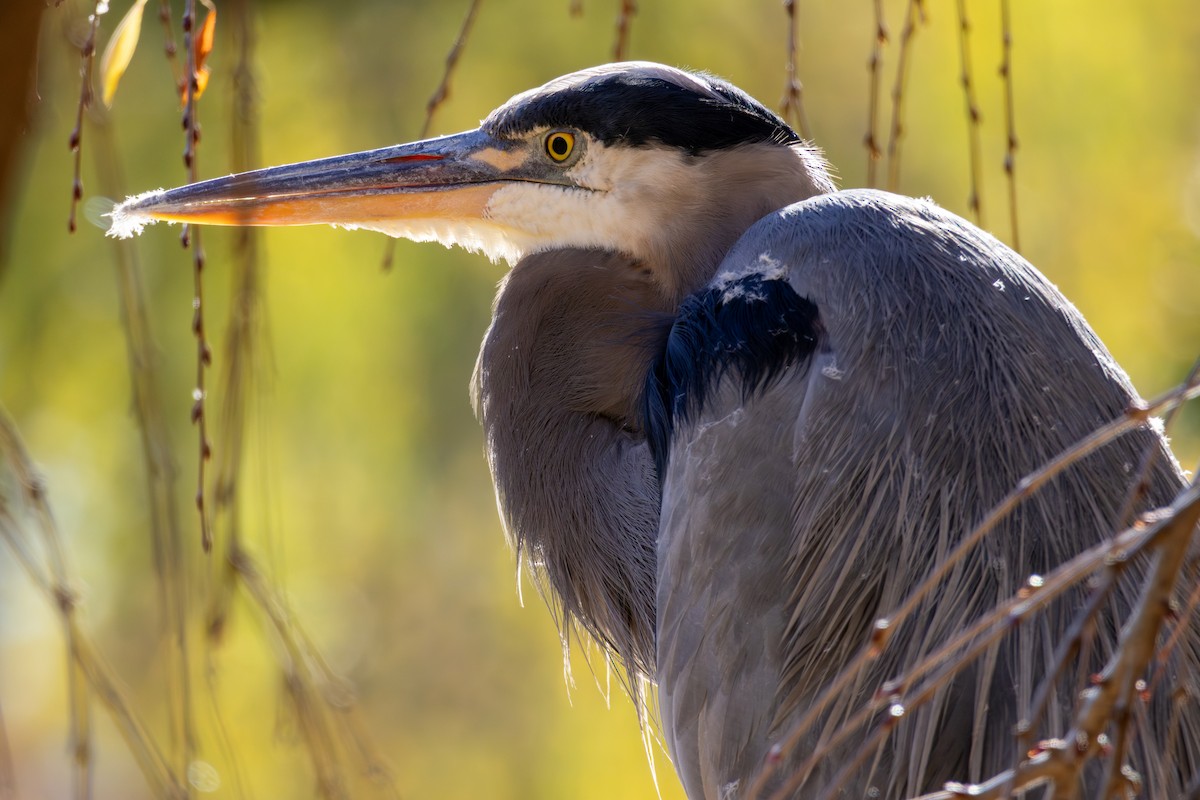 Great Blue Heron - ML644532410