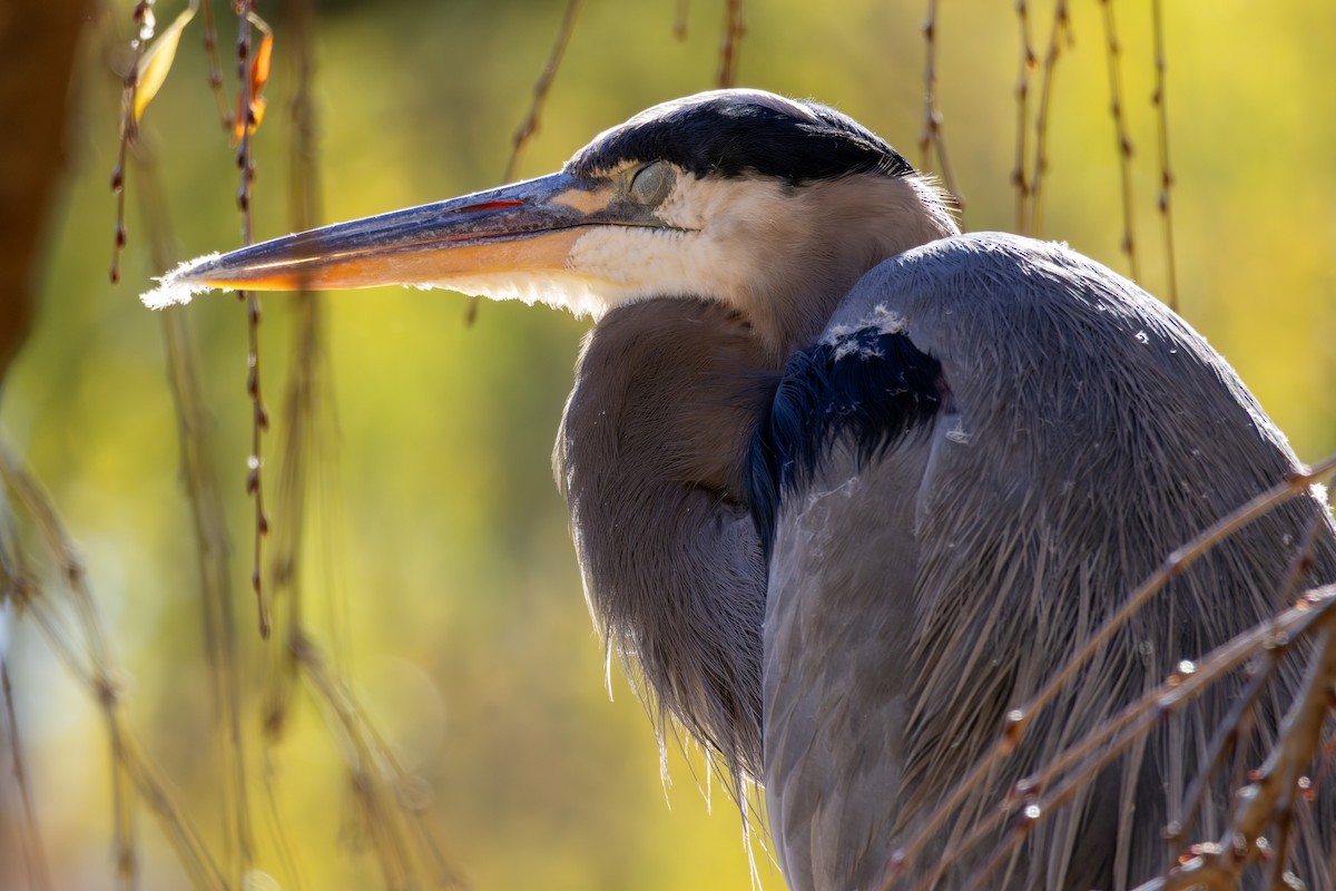 Great Blue Heron - ML644532412