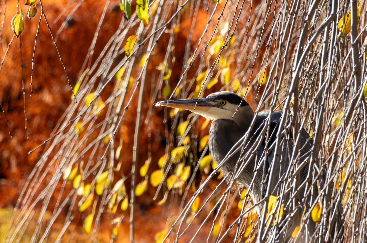 Great Blue Heron - ML644532413
