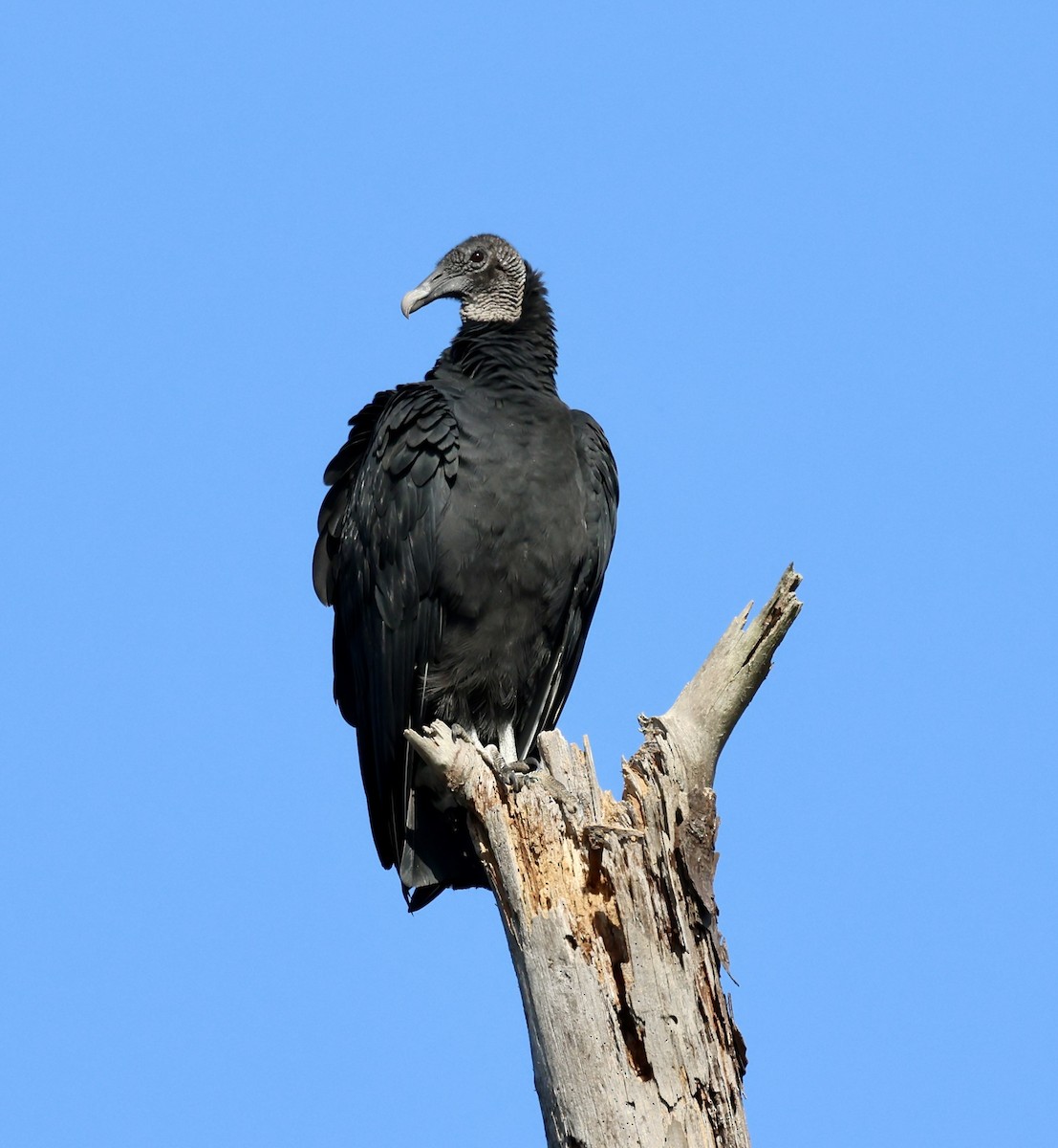 kondor havranovitý - ML644532416