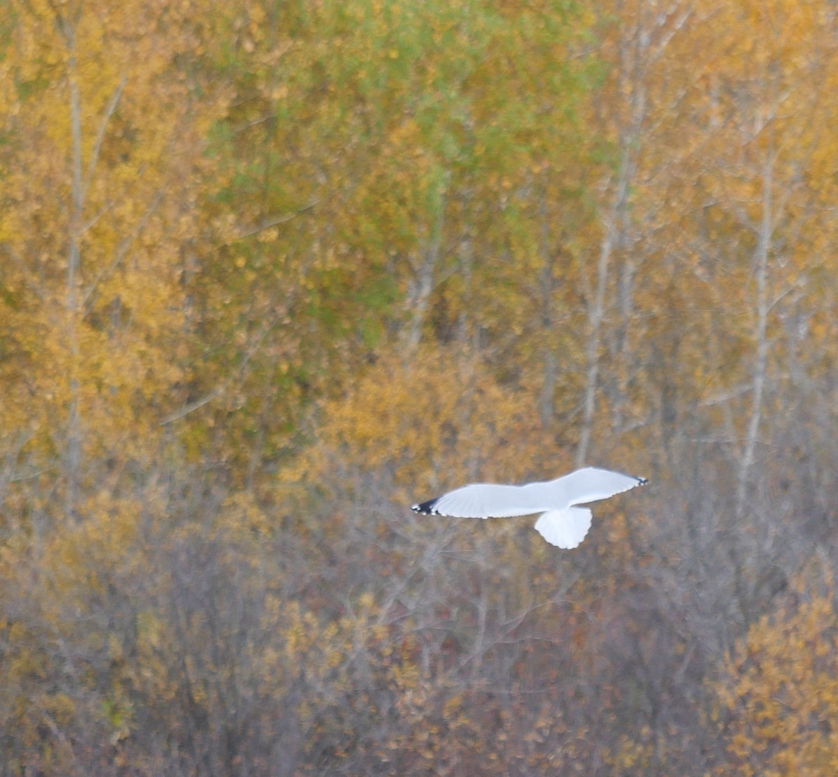 Delawareko kaioa - ML644532417