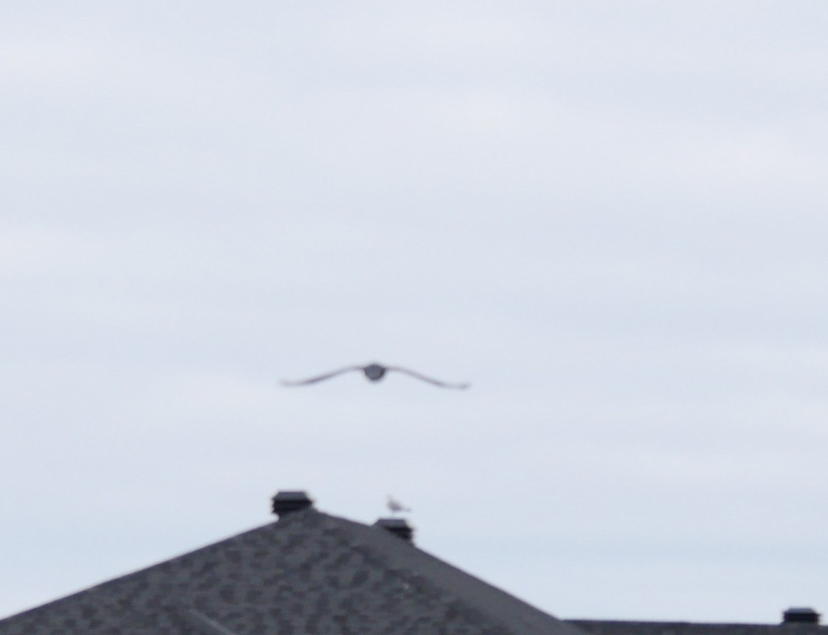 Kolkrabe - ML644532425