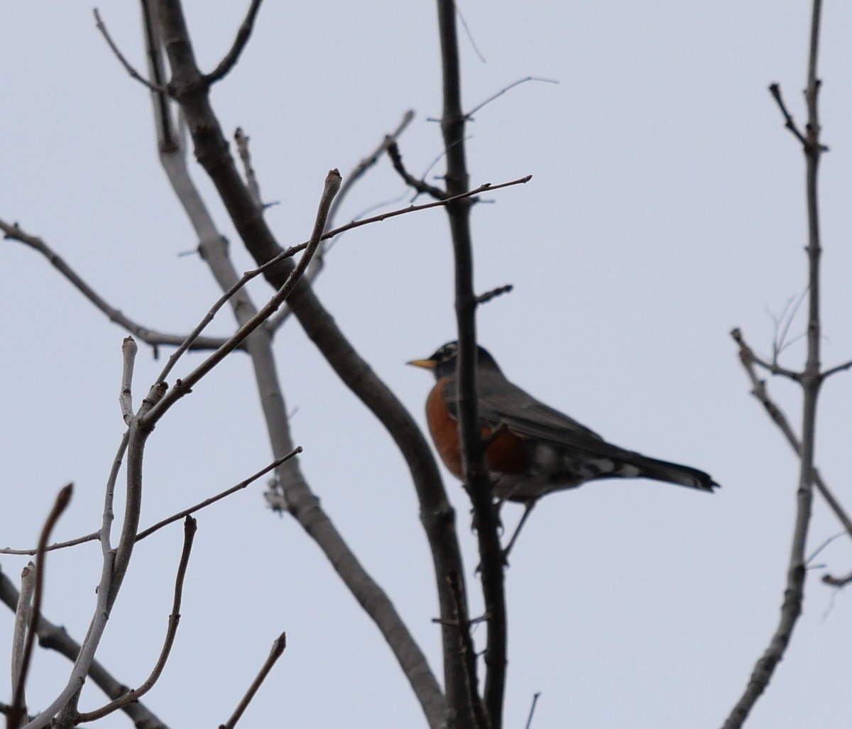 Zozo papargorria - ML644532430