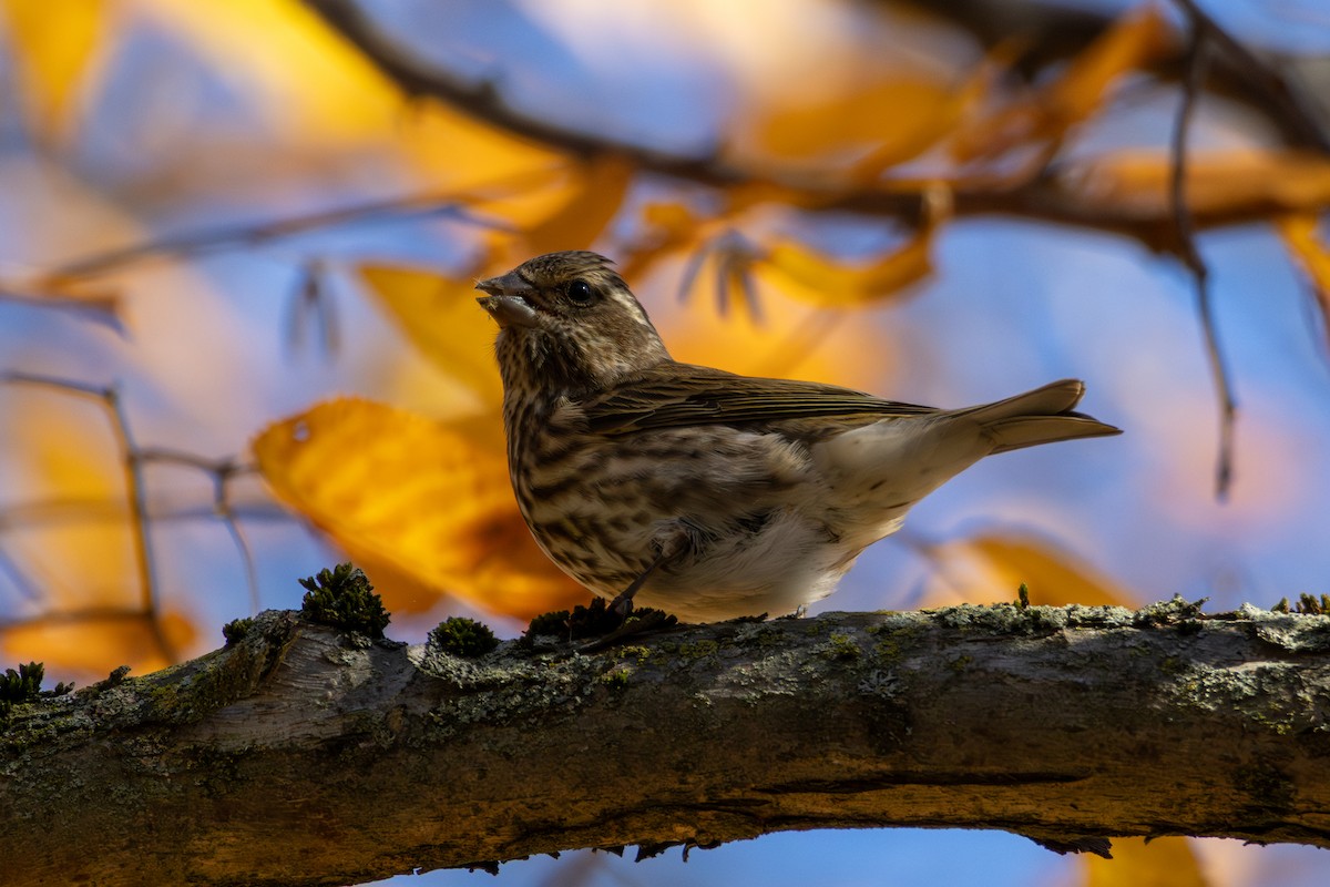 hýl nachový - ML644532431