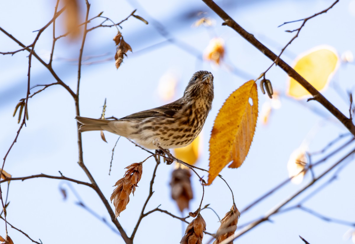 hýl nachový - ML644532432