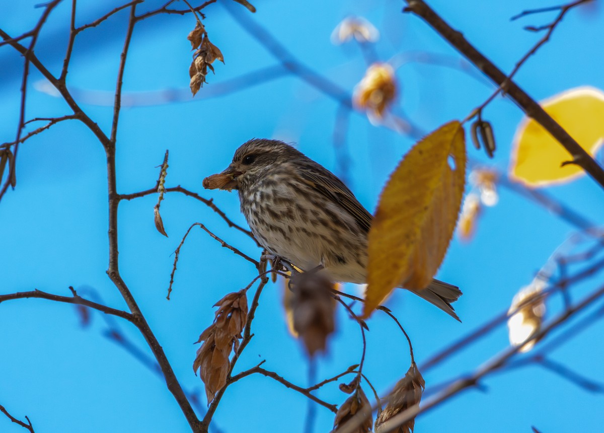 hýl nachový - ML644532434