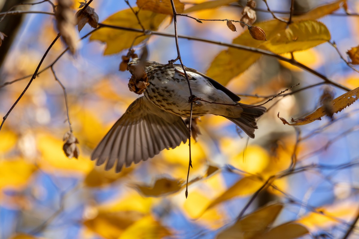 hýl nachový - ML644532435