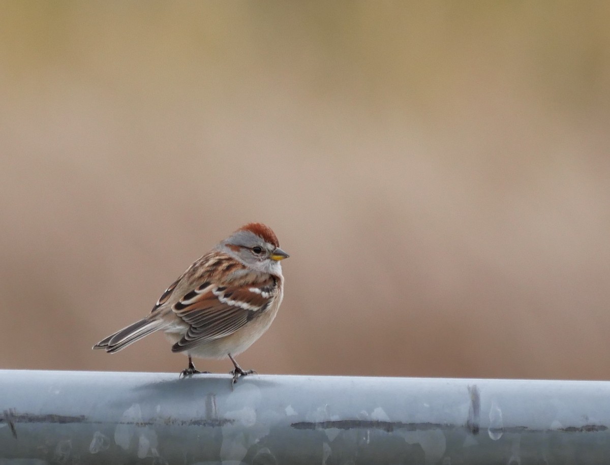American Tree Sparrow - ML644532441