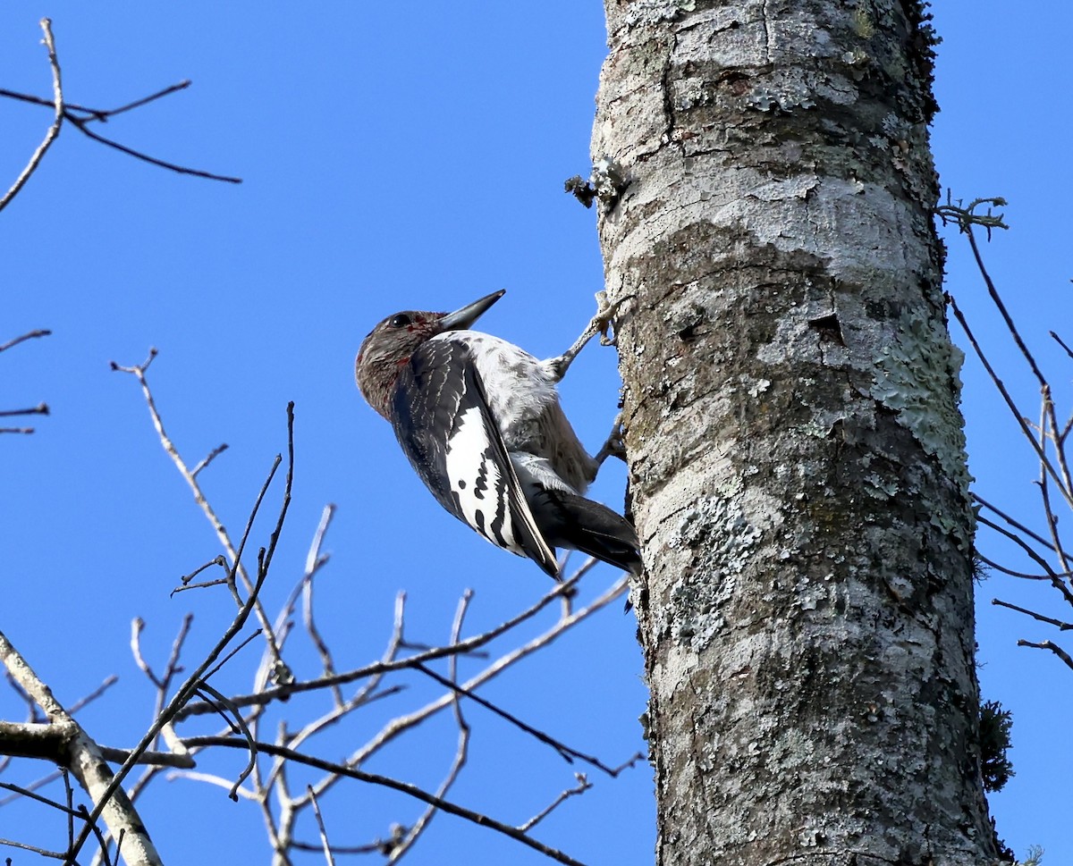 datel červenohlavý - ML644532447