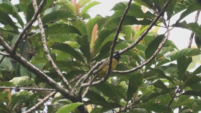 Black-crested Bulbul - ML644532449
