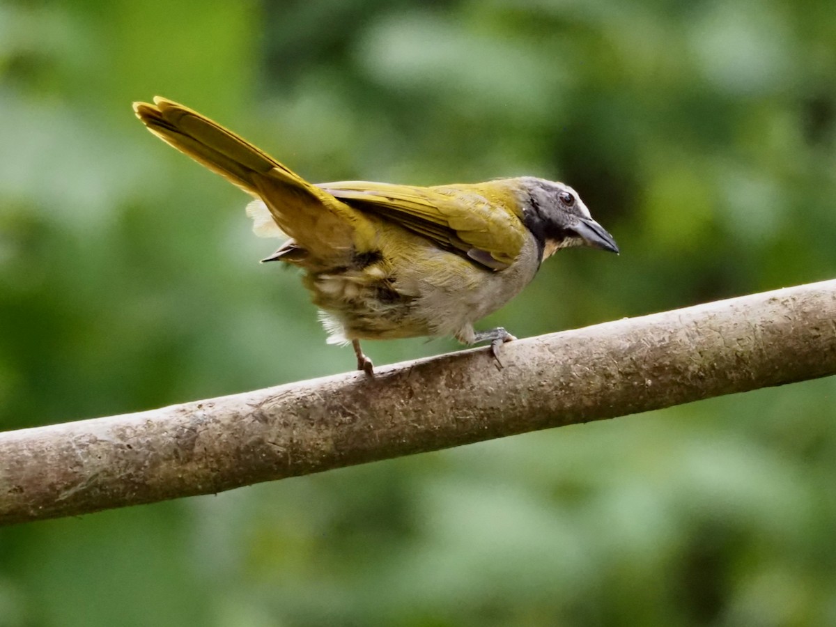 brunstrupesaltator - ML644532450