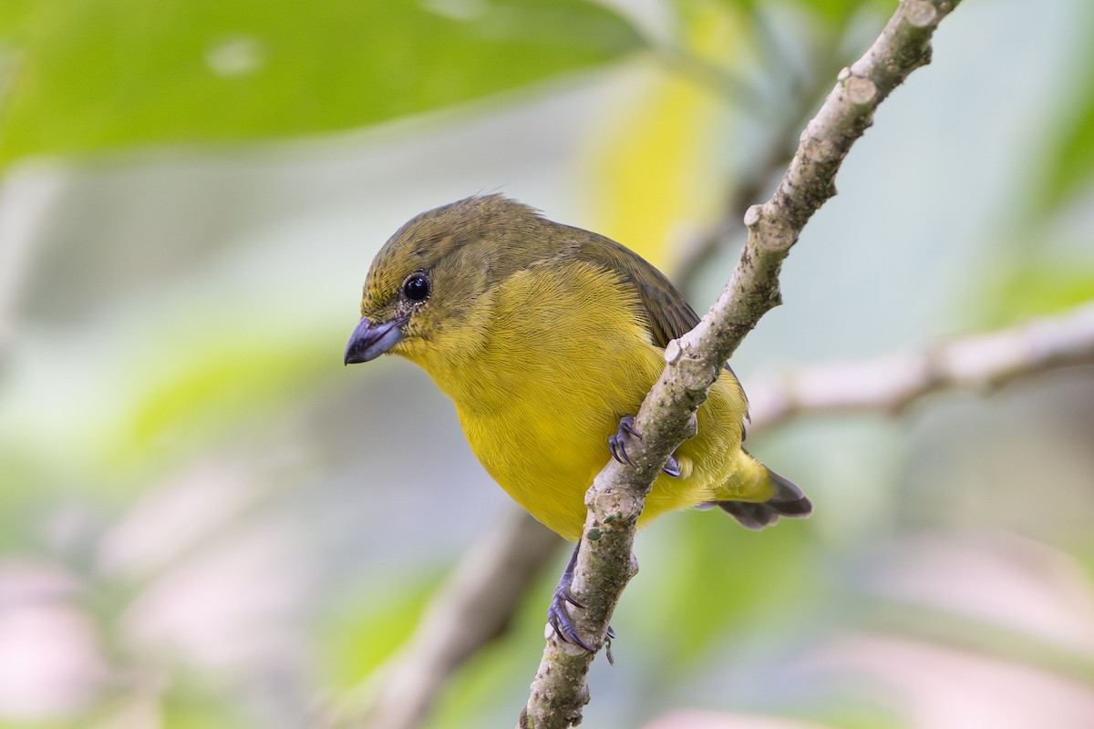 Thick-billed Euphonia - ML644532451